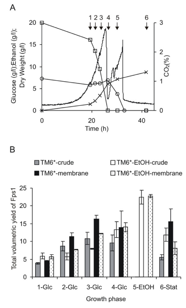 Analysis of protein yields for TM6* grown on 2 % glucose in the presence and absence of ethanol. (A) CO2 production (no symbol), glucose consumption (squares), ethanol concentration (circles) and dry weights (crosses) were measured. Samples were harvested at the time points indicated with arrows (given numbers for the ease of identification). (B) The yield of Fps1 was related to the appropriate dry weight for the time-point to give the total volumetric yield. At least duplicate fermentations were used to calculate the SEM.