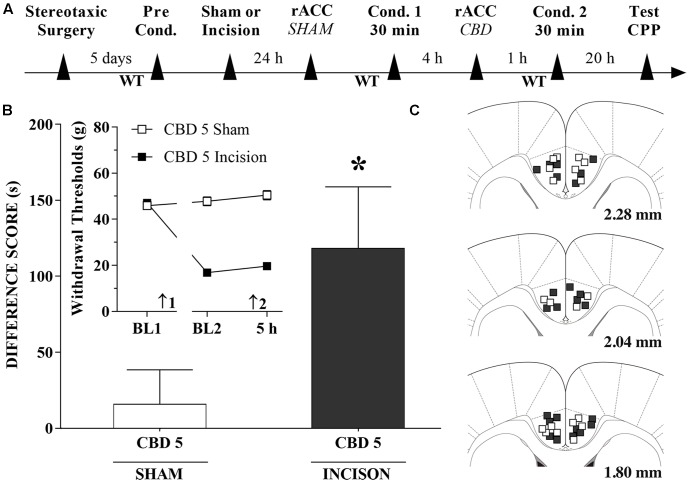 Cannabidiol injection into the rACC induced significant CPP in incised rats. (A) Timeline of the protocol for the experiments; (B) CBD at 5 nmol/0.25 μL produced significant CPP in incised rats (n = 12) but not in sham-incised rats (n = 10). One-way ANOVA with Dunnett’s comparison: ∗p < 0.05 compared with sham. Data are means ± SEM. The insert shows that CBD injected into the rACC in incised rats produced no significant effect on paw WTs. Arrows 1 and 2 indicate the times of surgery and injection, respectively. Coronal sections taken from the atlas of Paxinos and Watson (2006) showing the location of the injections of CBD in the rACC are shown in (C) using symbols as in the insert.