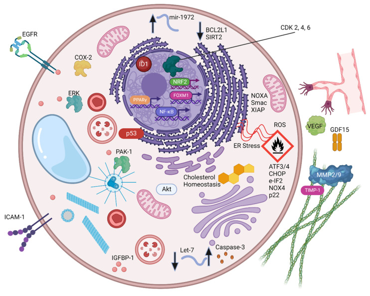 Evidence for CBD combination therapies for cancer. Molecular targets reported to be responsible for the anti-cancer effects of CBD either when used alone or in combination with known cancer therapies are shown. (Created with BioRender.com).