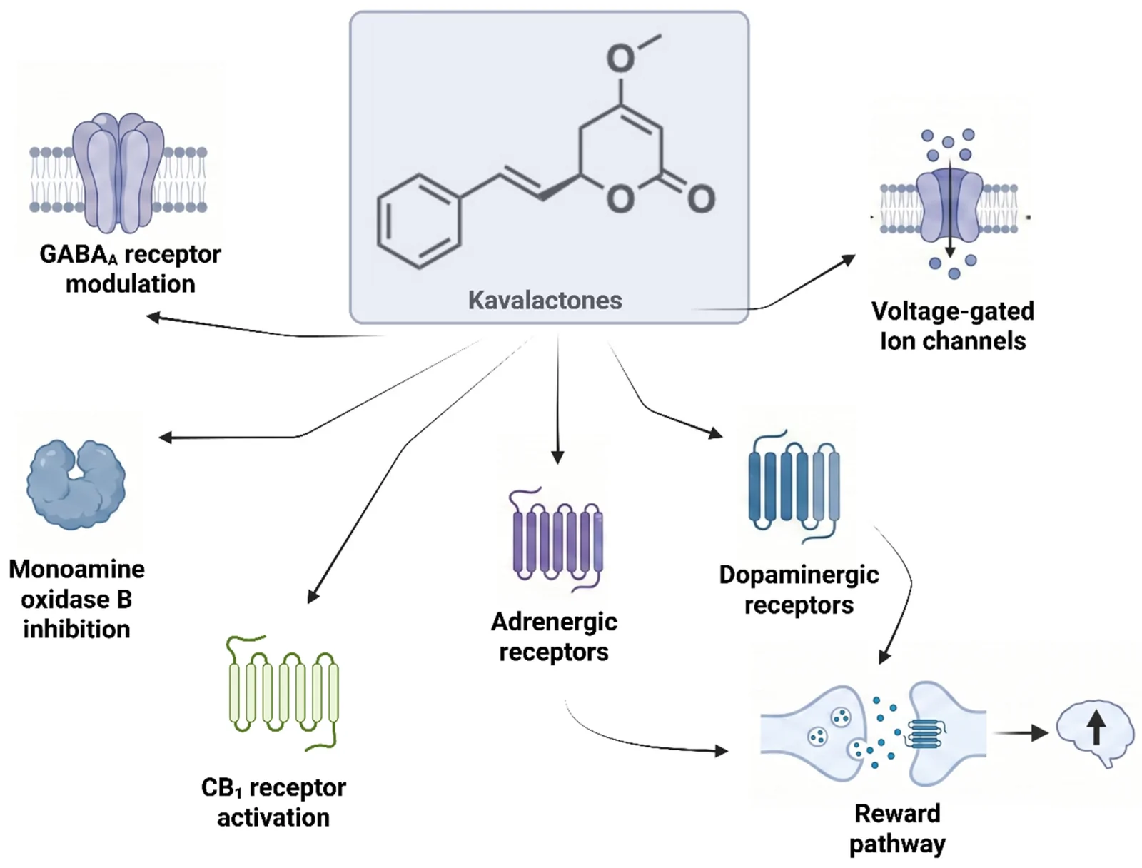 Proposed pharmacological targets of kavalactones that may contribute to their anxiolytic effects and reducing cravings and withdrawal symptoms in SUD.