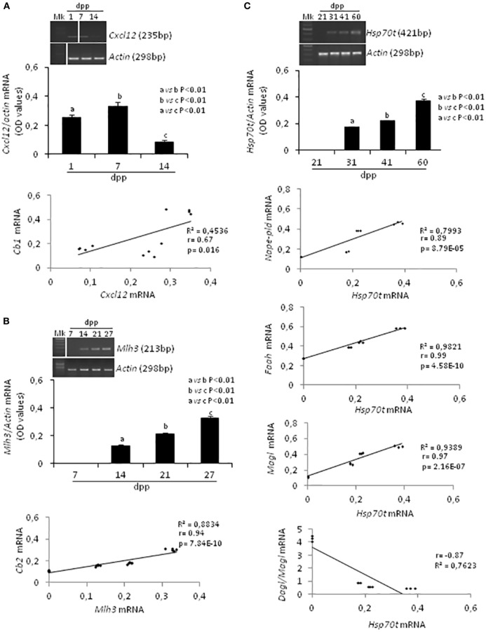 RT-PCR analyses of specific markers related to the activity and/or presence of germ cells at specific times during the first spermatogenetic wave and relative correlation analyses. Representative images of RT-PCR analyses showing Cxcl12 and Actin mRNA expression in rat testis from 1 to 14 days post partum (dpp). Cxcl12 expression was quantified by densitometry analysis and normalized against Actin signals. Values, expressed as OD have been used for correlation analysis between Cxcl12 and Cb1 mRNA expression (A). Representative images of RT-PCR analyses showing Mlh3 and Actin mRNA expression in rat testis from 7 to 27 dpp. Mlh3 expression was quantified by densitometry analysis and normalized against Actin signals. Values, expressed in OD, have been used for correlation analysis between Mlh3 and Cb2 mRNA expression (B). Representative images of RT-PCR analyses showing Hsp70t and Actin mRNA expression in rat testis from 21 to 60 dpp. Hsp70t expression was quantified by densitometry analysis and normalized against Actin signals. Values, expressed as OD, have been used for correlation analysis between Hsp70t and Nape-pld or Faah or Magl or Dagl/Magl mRNA expression (C). Different letters indicate statistically significant differences (p < 0.01). The white bars in the agarose gel images indicate cropped figures from same gel.