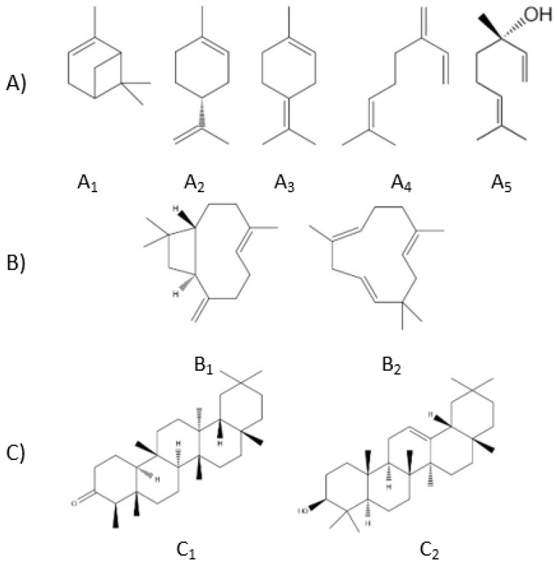 The structures of: (A)—monoterpenes (A1—α-pinene, A2—limonene, A3—terpinolene, A4—α-myrcene, and A5—linalool); (B)—sesquiterpenes (B1—β-caryophyllene and B2—α-humulene); and (C)—triterpenes (C1—friedelin and C2—β-amyrin).