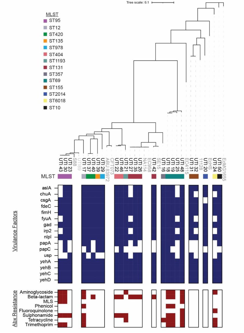 Primary clinical isolate UPEC strains harbor virulence factors for colonization of the urogenital tract and antibiotic resistance markers.25 E. coli strains were isolated from patients with recurrent urinary tract infections (rUTIs). Phylogenetic distribution (top) of UTI strains (black text) and 10 other pathogenic and laboratory E. coli strains (gray text) were determined by constructing a pan-genome and core genome alignment. Multilocus sequence type (MLST) was determined for each UPEC isolate from this study (MLST 2.0, Achtman scheme). Virulence factors (middle) were determined for each strain, with blue squares indicating presence of a given gene. Antibiotic resistance was also identified computationally, with maroon squares indicating resistance for a given antibiotic. (MLS = Macrolides, lincosamides, streptogramins).