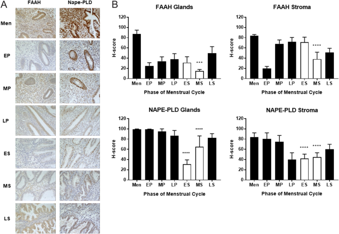 Immunohistochemical staining and histomorphometric analyses of NAPE-PLD and FAAH protein expression through the menstrual cycle. Endometrial biopsies taken from the menstrual (Men, n = 6), early- (EP, n = 8), mid- (MP, n = 8) and late-proliferative (LP, n = 8) phases and the early- (ES, n = 8), mid- (MS, n = 8) and late-secretory (LS, n = 8) phases of the menstrual cycle were subjected to immunohistochemistry with FAAH and NAPE-PLD specific (Panel A) antibodies. After image capture, the intensity of brown DAB staining was determined histomorphometrically (Panel B) for the endometrial glandular epithelial cells (left panels) and endometrial stromal cells (right panels) as separate measurements for each enzyme. The data are presented as the mean ± s.d. histoscore (H-score). FAAH immunoreactivity was reduced in both the glandular epithelial and stromal cells of receptive (open bars) endometria (MS; ***P = 0.0009; ****P < 0.0001; one-way ANOVA with Dunnett’s multiple comparison test) when compared to the H-score of the non-receptive (solid bars) endometria (MP). NAPE-PLD immunoreactivity was also reduced in the glandular epithelial and stromal cell compartments during the receptive phase of the menstrual cycle (ES vs MP ****P < 0.0001; MS vs MP ****P < 0.0001).