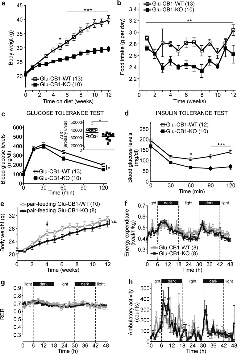 CB1 deletion in dorsal telencephalic glutamatergic neurons is sufficient to protect against diet-induced obesity and impaired glucose homeostasis.a Body weight growth curves and b food intake of Glu-CB1-KO (n = 10) and Glu-CB1-WT (n = 13) mice on high-fat diet (HFD). c Glucose tolerance test (area under the curve (AUC) for each mouse is represented in the inset), and d insulin tolerance test in Glu-CB1-KO (n = 10) and Glu-CB1-WT (n = 13–12) mice fed on HFD treatment. e HFD pair-feeding experiment starting after 4 weeks of HFD in Glu-CB1-KO (n = 8) and Glu-CB1-WT (n = 10) mice. f Energy expenditure of Glu-CB1-KO (n = 8) and Glu-CB1-WT (n = 8) performed at second–third week of HFD treatment. g Respiratory exchange ratio (RER) and h ambulatory activity during indirect calorimetry assays of Glu-CB1-KO (n = 8) and Glu-CB1-WT (n = 8). Repeated measures two-way ANOVA analysis and Bonferroni’s multiple comparison tests at indicated time points, *p < 0.05; **p < 0.01; ***p < 0.001. Food intake was also analyzed by ANCOVA analysis using body weight as covariate, ***p < 0.001. AUC was analyzed with an unpaired two-tailed Student’s t-test. *p < 0.05 Glu-CB1-WT vs Glu-CB1-KO. Data are shown as mean ± SEM.