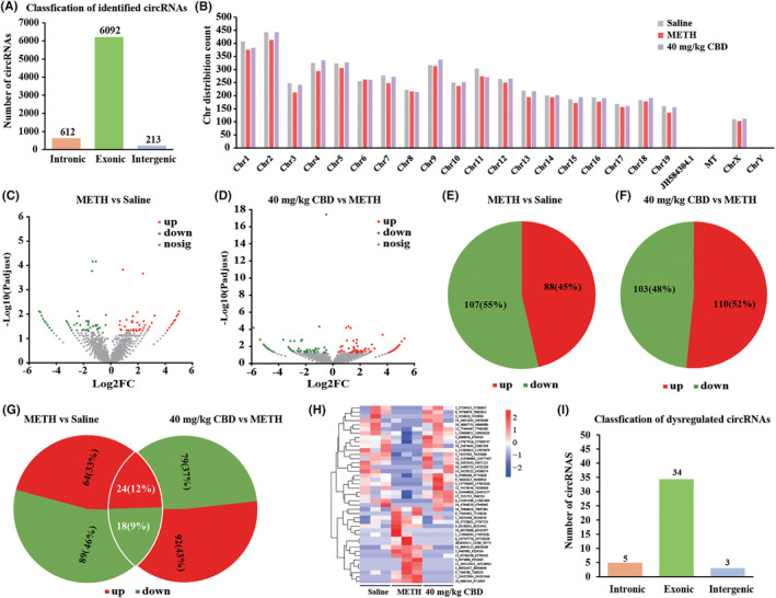 circRNAs profiling in the NAc of mice from saline, METH, and 40 mg/kg CBD + METH groups. (A) The number of identified circRNAs and their composition in terms of gene distribution. (B) The distribution of identified circRNAs on the mouse chromosomes. (C) The volcano plot of DEcircRNAs in the NAc between the saline‐treated mice and METH‐treated mice. (D) The volcano plot of DEcircRNAs in the NAc between the 40 mg/kg CBD + METH‐treated mice and METH‐treated mice. (E) The number of upregulated and downregulated circRNAs in METH‐treated mice compared to the saline‐treated mice. (F) The number of upregulated and downregulated circRNAs in 40 mg/kg CBD + METH‐treated mice compared to the METH‐treated mice. (G) There are a total of 42 shared DEcircRNAs among (E) and (F). (H) A heatmap displayed the expression of 42 shared circRNAs in three paired samples of NAc from saline‐treated mice, METH‐treated mice, and 40 mg/kg CBD + METH‐treated mice. (I) The composition of 42 shared DEcircRNAs in terms of gene distribution.