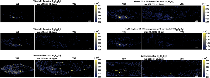 MSiReader images representing a select group of sterols in positive ionization mode. Fish are in anterior to posterior and dorsal to ventral orientation. Each image contains two male zebrafish at 6 mpf: a VDD fish (left) followed by a VDS fish (right). All ions were significantly (∗P ≤ 0.1; ∗∗P ≤ 0.05) more abundant (2-fold or greater) in VDD fish than VDS fish. ∗See also Table 2.