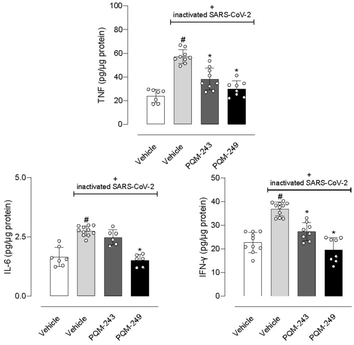 PQM-243 and PQM-249 reduced levels of cytokines produced in the lungs. Mice were treated with an oral dose of PQM-243 or PQM-249 (at 10 µmol/kg) at days 1, 3, and 5 post-nasal instillation of inactivated SARS-CoV-2 (105 PFU). On the 7th day, mice were euthanized and lungs collected. The results are expressed as mean ± standard error (n = 6–11). Statistical analysis was performed by ANOVA, followed by Tukey’s post-test. # p < 0.05 indicates a statistical difference between the virus-instilled and infected vehicle-pre-treated groups with to the non-infected saline-treated and vehicle-pre-treated animal groups. * p < 0.05 indicates a statistical difference between the virus-instilled group and the infected group pre-treated with PQM-243 or PQM-249, with the virus-infected groups only treated with vehicle. PFU = plaque-forming units. “+”: represent SARS-CoV-2 positive.