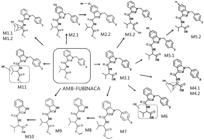 Proposed metabolic pathways of AMB-FUBINACA in human liver microsomes.