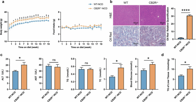 The CB2R–/– mice with NCD developed NAFLD.a The body weight and food intake of WT mice with NCD or CB2R-/- mice with NCD throughout the experimental period were recorded. b The Representative images (200×) of H&E or Oil red O staining, and the morphometric analysis of Oil red O staining for quantification. c The comparison of serum levels of transaminases (ALT, AST) and lipid parameters (TG, TC), and blood glucose between WT mice with NCD or CB2R-/- mice with NCD. d The comparison of liver homogenate levels of TG. Note: Data were given as mean ± SEM. n: (a), WT-NCD, n = 8 and CB2R–/–-NCD, n = 7; (b), n = 4 per group; (c, d), n = 6 per group. *P < 0.05; **P < 0.01; ****P < 0.0001.