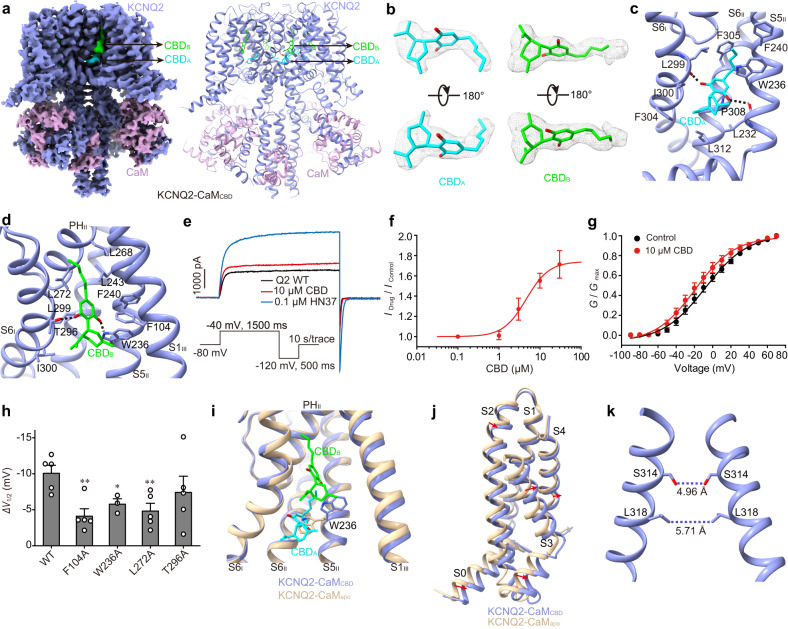 The CBD-bound KCNQ2-CaM structure (KCNQ2-CaMCBD).a The 3D reconstruction and the cartoon model of KCNQ2-CaMCBD. b The density maps of two CBD molecules in different orientations at the contour level of 3.6 σ. c Interactions between CBDA and KCNQ2. The dashed lines indicate hydrogen bonds. d Interactions between CBDB and KCNQ2. The dashed lines indicate hydrogen bonds. e Representative traces of KCNQ2 currents in the absence (black) and presence of 10 μM CBD (red) or 100 nM HN37 (blue). (Inset) The recording protocol. The cell was clamped at −80 mV and the KCNQ2 currents were elicited by a depolarizing voltage step of −40 mV for 1500 ms, followed by a hyperpolarizing step to −120 mV for 500 ms. f The dose-response curve of CBD on the current amplitude of KCNQ2 at −40 mV. Data are presented as mean ± SEM; n = 3 (0.1 μM), 3 (1 μM), 5 (3 μM), 5 (10 μM), and 3 (30 μM) individual cells. g Voltage-dependent activation curves of KCNQ2 before (black) and after (red) application of 10 μM CBD. Data are presented as mean ± SEM; n = 5 individual cells. h The half maximal activation voltage shift (ΔV1/2) of WT KCNQ2 and mutants by 10 μM CBD. Data are presented as mean ± SEM. An unpaired two-tailed t test was performed to compare WT and each mutant. **p = 0.0036 for F104A, *p = 0.0307 for W236A, **p = 0.0083 for L272A, and p = 0.3123 for T296A. For W236A, n = 3 individual cells; For WT and other mutants, n = 5 individual cells. i CBDs induce a rotamer change of Trp236 in S5. j Structural comparison of VSDs from KCNQ2-CaMapo and KCNQ2-CaMCBD when the whole channels are aligned. k The closed activation gate of KCNQ2-CaMCBD. The dashed lines show diagonal atom-to-atom distance (in Å) at the constriction-lining residues Ser314 and Leu318. For (f–h), source data are provided in the Source Data file.