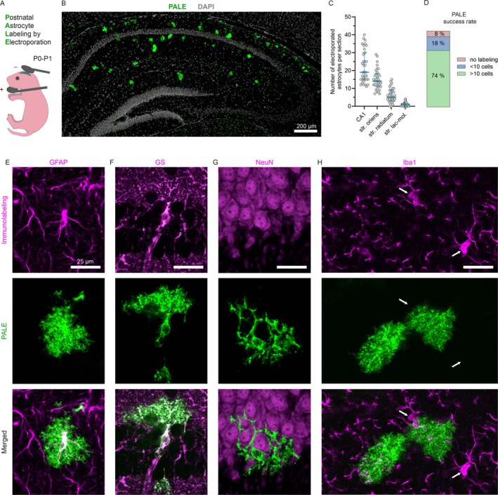 Postnatal astrocyte labeling by electroporation demarcates complex astrocytic arbor topography within dense brain tissue. (A) Schematics of the PALE (Postnatal Astrocyte Labeling by Electroporation) method. (B) Confocal images show that PALE enables sparse and specific labeling of hippocampal astrocytes. (C) Quantification of the labeled cells in the CA1 area in 20–50 μm thick hippocampal sections. Only sections with at least 10 labeled cells were included in this analysis. Blue line shows the median with the interquartile range. (D) Success rate of the hippocampal PALE method from a total of 66 animals from 14 litters (independent electroporations). (E–H) Electroporated astrocytes express the astrocytic markers glial fibrillary acidic protein (GFAP) (E) and glutamine synthetase (GS) (F), but not the neuronal marker NeuN (G) or microglial marker Iba1 (H). For the above markers n = 58, 45, 29, and 42 cells were analyzed, respectively. Arrows in (H) highlight microglial cell bodies adjacent to labeled astrocytes.