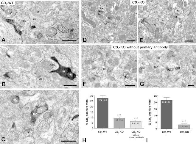 Ultrastructural localization of CB1 receptors in mitochondrial sections with the immunoperoxidase DAB–Ni method using a goat anti-CB1 C-ter31 antibody. (A–C) In CB1-WT mouse, CB1 immunoreactivity was observed in mitochondrial sections (asterisks), some of them were contained in CB1-positive synaptic terminals (black immunoreaction product). (D and E) Absence of CB1 immunodeposits in mitochondrial sections and synaptic terminals of CB1-KO mouse. Only some scattered mitochondrial sections display DAB–Ni precipitates (asterisk in E). (F and G) Unspecific immunodeposits on mitochondrial sections (asterisks) and dendritic profiles of CB1-KO mouse when the primary antibody was omitted. (H) Semi-quantitative analyses of the proportion of CB1 immunopositive mitochondrial sections in CB1-WT and CB1-KO mice, and in CB1-KO mice without primary antibody. (I) Semi-quantitative analyses of the proportion of CB1 immunopositive mitochondrial section in CB1-WT and CB1-KO mice after subtraction of the percentage value obtained in CB1-KO mice without primary antibody. Data are expressed as mean ± S.E.M. ***p < 0.0001 according to chi-square test. ter: presynaptic terminals; den: dendrites; sp: dendritic spines. Scale bars: 0.5 μm.