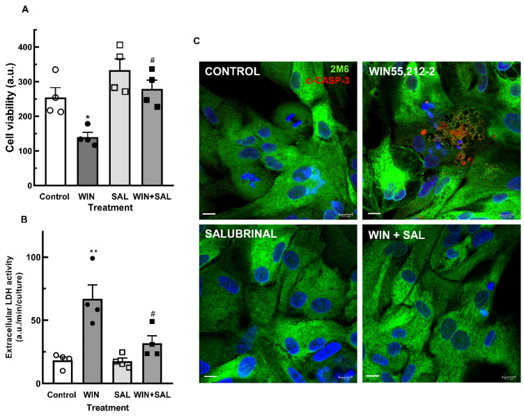 Salubrinal inhibits the decrease in cell viability induced by WIN in glia-enriched retinal cultures. Cultures at E8C13 were treated with 1 µM WIN in the absence or presence of 50 µM salubrinal. After 24 h, cultures were processed for MTT viability assays (A) or LDH activity (B). Immunofluorescence assay for c-CASP 3 in glia-enriched cultures treated with salubrinal (C). Cultures at E8C13 were treated with 1 µM WIN in the absence or presence of 50 µM salubrinal. After 24 h, cells were fixed and immunolabeled for c-CASP 3 (red) or 2M6 (green). Cultures were photographed on a confocal microscope and the experiment was replicated 3 times, with similar results. Data in (A,B) represent the mean ± S.E.M. of 4 experiments performed in triplicate. ANOVA and Bonferroni’s multiple-comparisons test were used. * p < 0.05 and ** p < 0.01 as compared to control. # p < 0.05 as compared to WIN-treated cultures. Representative micrographs are shown in (C). Scale bar = 10 µm.