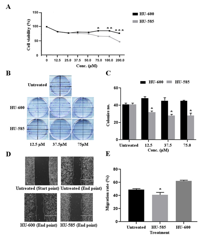 Anti-tumorigenic effects of HU-585 and HU-600. (A) Cell viability, measured with MTT assay in SK-N-SH cell line following treatment with HU-585 and HU-600. The cells were plated in 96-well plates and treated with increasing concentrations of HU-600 or HU-585 for 72 h. A significant decrease in cell viability was detected for both compounds at concentration of 12.5 µM (16.7%, p < 0.05). A better effect in cell viability reduction was obtained for HU-585 at concentration 75 µM and above. The cell viability reduction for HU-585 and HU-600 at 75 µM was 33.5% and 14.4%, respectively (* p = 0.03), at 100 µM, 34.3% and 14.7%, respectively (** p = 0.02), and at 200 µM, 52.2% and 23.2%, respectively (*** p = 0.01). Data are expressed as percentage of the vehicle control and are the mean of pooled results from several experiments (n = 6) performed in triplicate. Statistical significance was determined by GEE test. * p < 0.05 compared to HU-585 (1.15 < SE values < 1.99). (B,C) The effect of HU-585 and HU-600 on the colony formation ability of SK-N-SH cells showing a better effect of HU-585. The cells were plated in 6-well plates and treated with 12.5 μM, 37.5 μM and 75 μM of HU-585 or HU-600. Cells were fixed and stained with crystal violet 14 days later. Colonies were counted using ImageJ software. (B) Scanned image of representative wells showing different levels of colony formation in SK-N-SH treated cells. (C) Representation of the quantified number of colonies in increasing concentrations of the treatment used. Statistical significance was determined by GEE test, * p < 0.05 (n = 3, performed in duplicates). (D,E) Migration rate of SK-N-SH cells was decreased following treatment with HU-585. Using ImageJ software, pre-migration (0 h) and post-migration (24 h) images of untreated and following treatment with 75 μM of HU-585 or 75 μM of HU-600 were taken (D). Treatment with HU-585 resulted in a better inhibitory effect of the migration rate in comparison to untreated and to HU-600 treated cells. Migration rate of the cells was quantified as the average percentage of gap closure following treatment (E). Data is reported as mean ± SE of triplicates. Statistical significance was determined by GEE test, * p ≤ 0.05 compared to the two other group (n = 3, performed in duplicates).