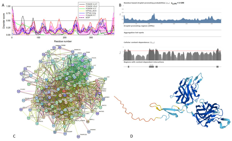 Structural and functional characterization of human lactadherin (UniProt ID: Q08431). (A) Intrinsic disorder profile generated by RIDAO. (B) FuzDrop output. (C) Lactadherin-centered PPI network generated by STRING. This network was generated using the custom confidence value of 0.400 for the minimum required interaction score. (D) A 3D structural model generated by AlphaFold.