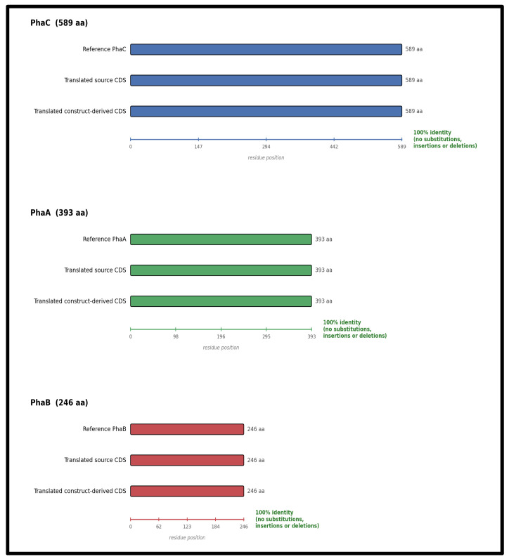Construct-stage protein-level identity summary for phaC, phaA and phaB (translated source CDS vs. translated construct-derived CDS, amino-acid units), shown separately for each gene for reference purposes only. The three genes were analysed and handled as separate open reading frames throughout this study; this figure does not represent a fused PhaCAB protein.