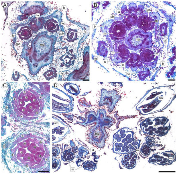 STS-induced redirection of floral sexual identity in transverse sections of the apical inflorescence at 3, 7, and 21 DPT(LM). (A) Reproductive apex at 3 DPT, still with female flowers. (B) Reproductive meristem at 7 DPT, showing the first male buds. (C) Detail of two developing male flowers, each subtended by one bract and showing five sepals surrounding five developing stamens. (D) Reproductive apex at 21 DPT, showing fertile, sterile, and reduced male buds and flowers. Abbreviations: a, anther primordia; b, bract; fe, female bud; la, lateral axis; m, male bud; ma, main axis; rm, flower with reduced masculinity; pb, perigonal bract; s, sepal; sm, sterile male bud. Scales: (A–C) = 100 µm, (D) = 1 mm.