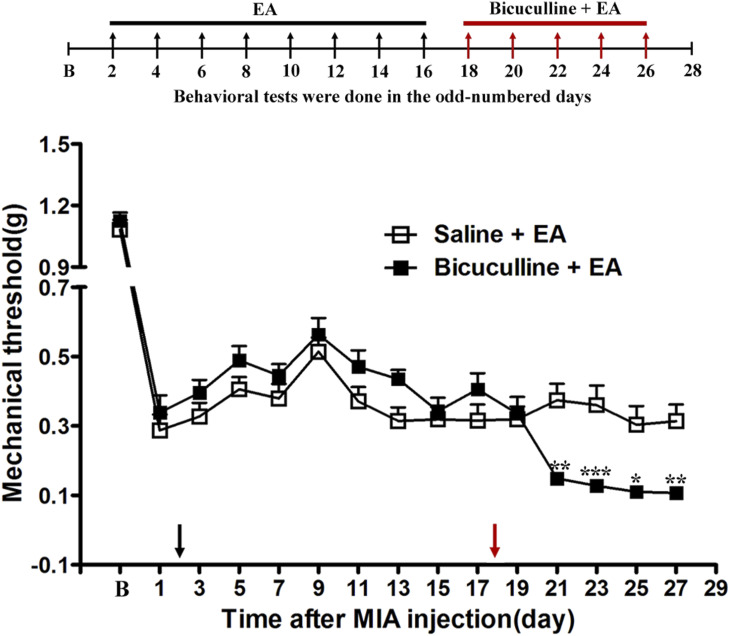 The effect of GABA A receptor antagonist Bicuculline on EA analgesia. Schematic show the timeline of EA and Bicuculline administered. Time course of the effect of GABAA receptor antagonist Bicuculline on tactile withdrawal threshold of EA mice. EA was administered for 30 min, once every other day for 4 weeks, starting from 2 days after MIA injection, as indicated by black arrow. The GABAA receptor antagonist Bicuculline (0.1 μg) was administered i.t 30 min before EA starting from the 18 days after MIA injection, once every other day for 5 times, as indicated by red arrow. Data are expressed as means ± SME (n = 8 mice in each group). * p < .05; ** p < .01; *** p < .001, compared with the Saline + EA group. EA: electroacupuncture.