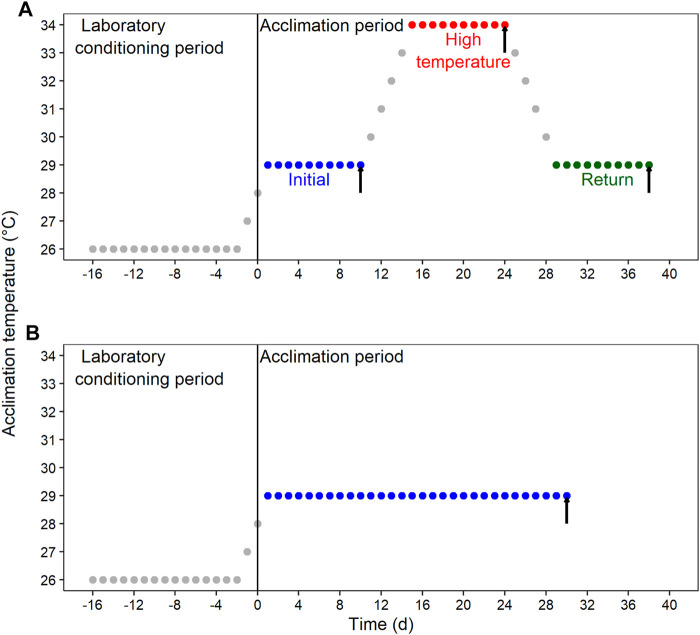 Schematic representation of the experimental design for the laboratory conditioning period and acclimation of Callinectes sapidus. (A) Fluctuating condition with an initial section at 29°C, followed by a high-temperature section at 34°C, and a return section at 29°C. (B) Constant condition at 29°C. Both thermal regimes were implemented in normoxia (≥80% air saturation) and moderated hypoxia (45%–50% air saturation). Black vertical arrows indicate the sampling time for respiratory and biochemical variables.