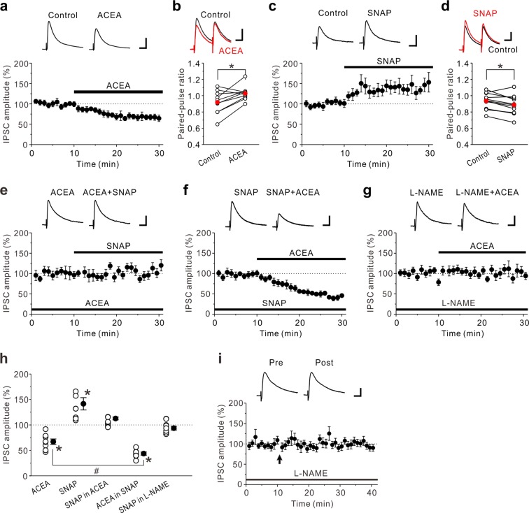 Effects of CB1R agonist and NO donor on eIPSCs in the insular cortex. (a) 3 μM ACEA decreased eIPSC amplitudes (n = 8). (b) Summary scatter plots of PPF before (Control) and during application of 3 μM ACEA (n = 10). ACEA increased PPF. (c) 200 μM SNAP increased eIPSC amplitudes (n = 8). (d) Summary scatter plots of PPF before (Control) and during application of 200 μM SNAP (n = 10). SNAP decreased PPF. (e) In the presence of 3 μM ACEA, 200 μM SNAP had no effect on eIPSC amplitudes (n = 8). (f) In the presence of 200 μM SNAP, 3 μM ACEA markedly decreased eIPSC amplitudes (n = 7). (g) In the presence of 100 μM L-NAME, 3 μM ACEA had no effect on amplitude of eIPSCs (n = 9). (h) Summary scatter plots of eIPSCs obtained from the experiments shown in (a,c,e–g). Paired t-test, *p < 0.02 compared to control response. Unpaired t-test, #p < 0.01. (i) In the presence of 100 μM L-NAME, LTPGABA caused by the prolonged HFS was completely abolished (n = 8). The insets show averages of ten consecutive current traces before (pre) and 25–30 min after the prolonged HFS (post). The prolonged HFS is indicated by an arrow. (a,c,e–g) The insets show averages of ten consecutive current traces before and 15–20 min after drug applications. (a-g,i) Scale bar represents 50 pA and 50 ms.