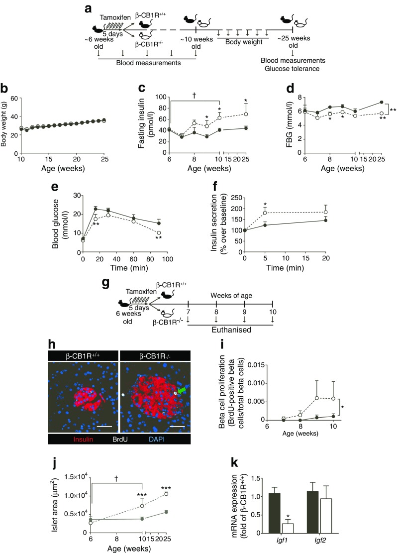 Insulin levels, glucose levels and beta cell proliferation in β-CB1R−/− mice. (a) Schematic of the experimental design. Six-week-old MIP-Cre/ERT-Cnr1flox/flox mice were injected with i.p. tamoxifen for 5 consecutive days. (b) Body weight, (c) fasting plasma insulin and (d) FBG levels in β-CB1R+/+ and β-CB1R−/− mice were measured at the indicated ages. (e) IPGTTs and (f) mixed glucose–lipid stimulated insulin secretion were examined at 25 weeks of age. (g) Mice were injected with BrdU prior to euthanasia at 8, 9 and 10 weeks of age. (h) Immunostaining for insulin (red), BrdU (white; green arrow) and nuclei (DAPI; blue) in pancreases from β-CB1R+/+ and β-CB1R−/− mice (scale bars, 50 μm). (i) Analysis of beta cell proliferation (% BrdU-positive beta cells/total beta cells) and (j) islet area (n = 100 islets/group). (k) Relative mRNA expression of Igf1 and Igf2 in isolated islets. n = 6 mice in 6- and 25-week old β-CB1R+/+ groups and in 6- and 8-week old β-CB1R−/− groups; n = 7 mice in 7–10-week old β-CB1R+/+ groups and in 7-, 9-, 10- and 25-week old β-CB1R−/− groups. Black circles/bars, β-CB1R+/+; white circles/bars, β-CB1R−/−. Data are means ± SEM. Significance by ANOVA or t test, *p ≤ 0.05, **p ≤ 0.01, ***p ≤ 0.001 vs β-CB1R+/+; †p ≤ 0.05 vs week 0. See also ESM Figs. 1,2