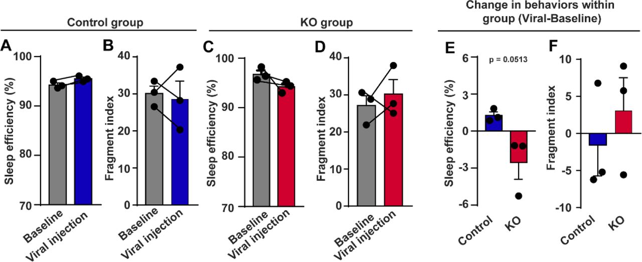 Decreased sleep quality after CB1R knockout in the amygdala of adult marmosets.A, C, Seven-day average sleep efficiency in control (A) and KO (C) groups. n = 3, two-tailed paired t-test, t(2) = 4.255, P = 0.0510 (A); t(2) = 1.900, P = 0.1978 (C). B, D, Seven-day average sleep fragment index in control (B) and KO (D) groups. n = 3, two-tailed paired t-test, t(2) = 0.3714, P = 0.7460 (B); t(2) = 0.6975, P = 0.5577 (D). E, F, Comparison of changes in sleep efficiency (E) and fragment index (F) between control and KO groups. n = 3, two-tailed unpaired t-test, t(4) = 2.751, P = 0.0513 (E); t(4) = 0.7624, P = 0.4883 (F). Data are mean ± SEM.Source data were provided in figure 2-source data 3.