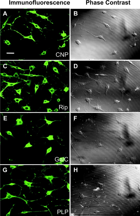 Characterization of OLG cultures. Immunofluorescent (A, C, E, and G) and corresponding phase-contrast (B, D, F, and H) photomicrographs of neurosphere-derived differentiated OLGs in culture. Cells demonstrate characteristic morphology of OLGs, plump cell body with multiple branching processes. Virtually all cells in culture immunostained for the OLG-specific antigens, CNP (A), Rip (C), GalC (E), and PLP (G). Bar, 30 μm.