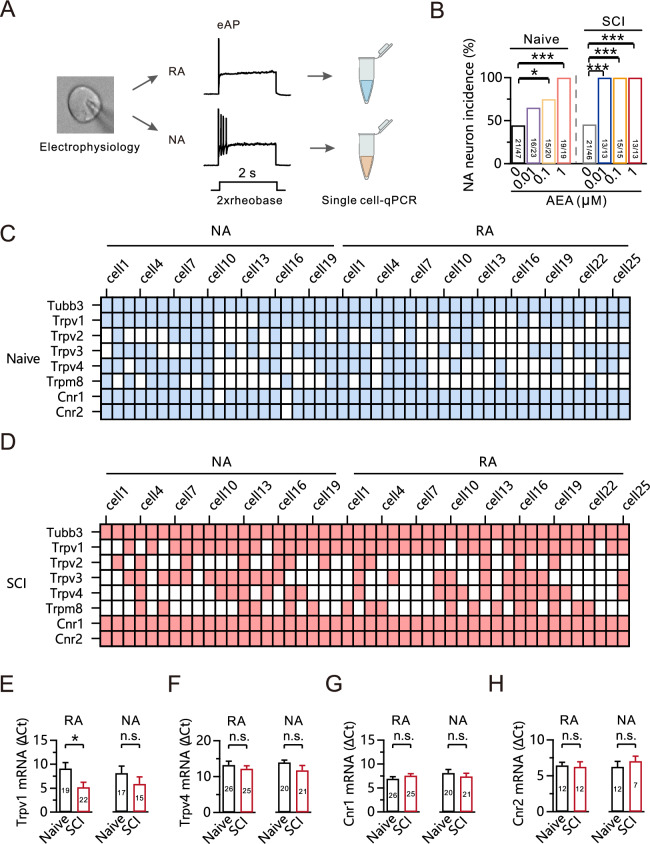 AEA application after SCI promotes TRPV1-dependent state transformation from RA to NA. A Schematic of the experimental design used for single-cell RT-qPCR after electrophysiological recordings. B Statistics for the NA neuron incidence using a Fisher’s exact test. *p < 0.05. ***p < 0.001. C, D The mRNA expression of the TRP family, Cnr1, and Cnr2 in individual retrogradely traced DRG neurons in the naive (C) and 28 days post-SCI groups (D). Colored, expression. Colorless, no expression. E The relative mRNA expression level of Trpv1 in the RA and NA type neurons using a Mann Whitney test. *p < 0.05. n.s., not significant. F The relative mRNA expression level of Trpv4 in the RA (unpaired t-test) and NA (Mann Whitney test) type neurons. n.s., not significant. G–H The relative mRNA expression level of Cnr1 (G) and Cnr2 (H) in the RA and NA type neurons using an unpaired t-test. n.s., not significant