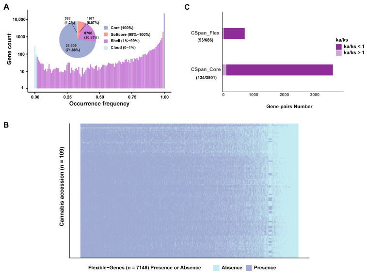Pan-genome of Cannabis sativa. (A) Gene number and presence frequency in C. sativa pan genes. The pie chart corresponds to the core (present in all accessions), softcore, shell, and cloud genes. (B) A total of 109 Cannabis sativa accessions; heatmap shows presence and absence of flexible PAVs. (C) Ratio of nonsynonymous/synonymous (Ka/Ks) mutations of core and flexible genes.
