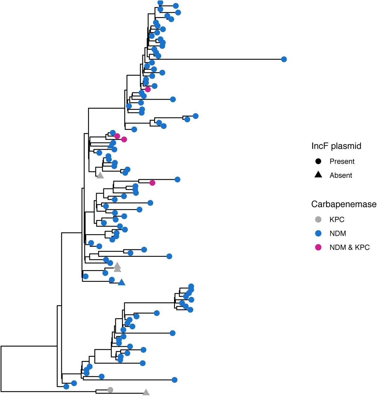 the IncF plasmid is present in a KPC+ outgroup of the NDM+ ST147 clade.Maximum likelihood phylogeny of study ST147 isolates annotated by IncF plasmid presence, KPC, and NDM.