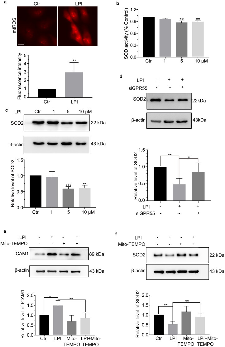 LPI promoted mtROS through reducing the activity and protein level of SOD2. (a) Immunofluorescence detected mtROS level after treating with LPI (10 μM) for 18 h, scale bar: 25 μm. (b) Using the reagent kit to detect SOD activity after treating with LPI (1, 5 and 10 μM) for 18 h. (c) Western blot analysis of SOD2 protein level after treating with LPI (1, 5 and 10 μM) for 18 h. (d) HAECs were transfected with siGPR55 (60 nM) for 24 h and then treated with LPI (10 μM) for 18 h. Western blot analysed SOD2 protein level. (e, f) HAECs were pretreated with mito-TEMPO (10 μM) for 2 h and then treated with LPI (10 μM) for 18 h. Western blot analysed ICAM1 and SOD2 protein level. Data are represented as mean ± SD (*p < .05, **p < .01 and ***p < .001, n = 3).