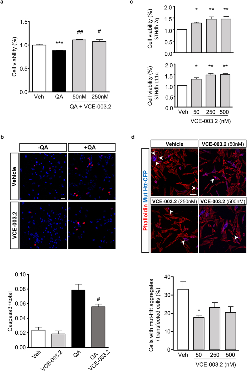 In vitro neuroprotective action of VCE-003.2.(a) HiB5 cells were treated with quinolinic acid (QA; 2,5 mM) in the presence or the absence of VCE-003.2 (50 and 250 nM) and cell viability was determined after 24 h by the MTT assay. (b) QA-induced apoptosis measured by cleaved caspase 3 immunostaining (upper panel) of differentiating HiB5 cells was quantified in the presence or absence of VCE-003.2 (250 nM). Cell counts were referred to total cell nuclei counterstained with DAPI and c-caspase3+ cell quantification is shown in the lower panel. (c) STHdh7Q/7Q and STHdh 111Q/111Q were serum deprived and incubated with the indicated VCE-003.2 concentrations for 72 h. Neuronal survival in the presence of VCE-003.2 was determined by MTT and referred to vehicle-treated neurons. (d) Aggregation of mut-Htt was assessed by fluorescence microscopy in immortalized striatal STHdh transfected cells with a CFP-tagged expression vector of mutant huntingtin (mut-Htt) and counterstained with fluorescent phalloidin (upper panel). Cells with mut-Htt aggregates with the indicated concentrations of VCE-003.2 were quantified and referred to total transfected cells (lower panel). Results are representative of three independent experiments. Values are expressed as means ± S. D. *p < 0.05 and ***p < 0.001 vs. Vehicle; #p < 0.05 ##p < 0.01 vs. QA. Bar size, 25 μm (4b) and 50 μm (4c).