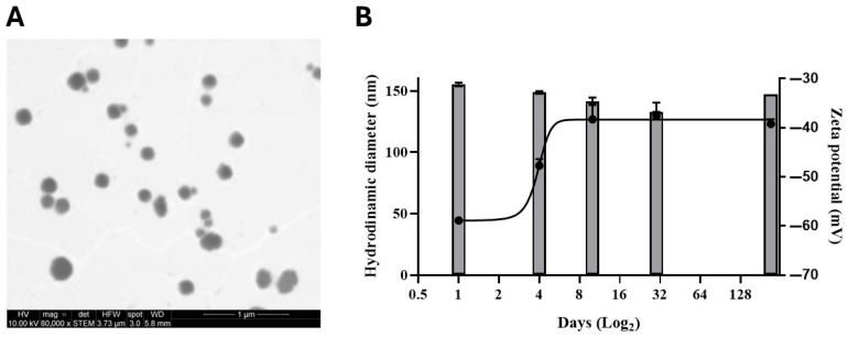 CBD-Nem characterization (morphology, stability, and release). (A) Scanning transmission electron microscopy (STEM) image shows homogeneous and spherical nanovehicles of CBD-Nem. (B) Figure shows the CBD-Nem stability up to 215 days (hydrodynamic diameter is represented by bars and zeta potential by a continuous line) (n = 3, mean ± S.D).