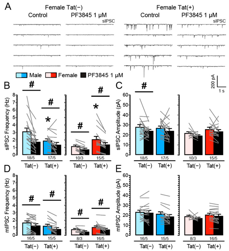 PF3845 decreases the frequency and partially the amplitude of IPSCs in mPFC neurons independent of Tat induction and sex. (A) Representative traces show sIPSCs in female Tat(−) and Tat(+) mPFC brain slices before and after PF3845 (1 µM) application. (B) Tat(+) males showed decreased sIPSC frequency compared to Tat(−) males, whereas Tat(+) females demonstrated increased sIPSC frequency compared to Tat(−) females. Further, PF3845 significantly decreased the mean sIPSC frequency in Tat(−) and Tat(+) brain slices for each sex with the downregulation being similar across all groups. (C) For the mean amplitude of sIPSCs, a significant downregulating effect by PF3845 was noted specifically for Tat(−) males. (D) For the mean mIPSC frequency, PF3845 significantly decreased mIPSC frequency in all groups with similar inhibitory effects across. (E) For the mean mIPSC amplitude, no significant effects were noted. Data are raw data (mean ± SEM) separated by sex and genotype. Statistical significance was assessed by ANOVA followed by Bonferroni’s post hoc test; * p < 0.05 vs. corresponding Tat(−) counterpart; # p < 0.05. In all panels, sample size is indicated as (cells/mice).
