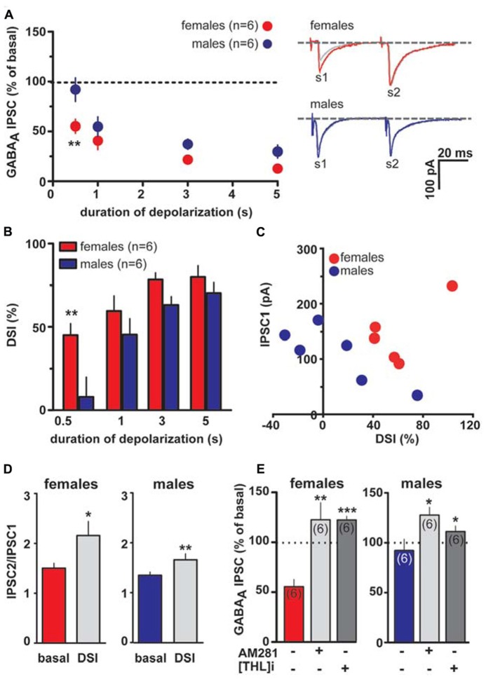Endocannabinoid modulation of inhibitory transmission arising from caudal afferents is reduced in male LH rats. (A) The relationship between the depolarizing pulse duration and the relative amplitude of GABAA IPSCs obtained after 5–15 s after the end of depolarization is plotted (left panel). GABAA IPSCs amplitude was normalized to the averaged value (dotted line) before depolarization. Each symbol represents the averaged value obtained from different cells. Representative traces before and after DSI (0.5 s) are overlaid and shown (right panel). Gray traces represent the GABAA IPSCs after the depolarizing step. (B) Averaged data for DSI induced by depolarizing pulses with a duration of 0.5, 1, 3, and 5 s are plotted. (C) No correlation was found between DSI magnitude and size of GABAA IPSC in either sex. (D) Bar graphs summarizing the average paired-pulse ratio (IPSC2/IPSC1) of caudal GABAA IPSCs for all cells recorded in male and female LH rats. No sex dimorphism was found in DSI-induced increased paired-pulsed ratio. (E) In the presence of either AM281 or THL DSI could not be induced in either sex. Data are expressed as mean ± SEM. *P < 0.05, **P < 0.01.