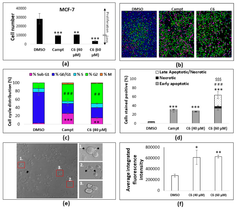 Mechanism of action through which C6 induces its anti-proliferative action. (a) Cell number determination in the MCF-7 cell after treatment at two concentrations, using the Hoechst 33,342 staining and image acquisition method. ** p < 0.01, *** p < 0.001 relative to DMSO vehicle control. (b) Representative images acquired during cell cycle analysis, where each color represents the phase of the cell cycle assigned to the specific cell based on the intensity of the Hoechst 33,342 staining. (c) Quantitative analysis of the percentage of the cell population in each phase of the cell cycle. Camptothecin (5.74 µM) was used as a positive control for cell cycle arrest in the G2 phase. ** p < 0.01, *** p < 0.001 relative to the DMSO vehicle control of % Sub G1; ## p < 0.01, ### p < 0.001 relative to DMSO vehicle control of %G2 using a one-way ANOVA with post hoc Tukey test (n = 3). (d) Quantitative analysis of the cell population undergoing apoptosis or necrosis. *** p < 0.001 relative to the % of early apoptotic cells of DMSO vehicle control; ### p < 0.001 relative to the % of necrotic cells of DMSO vehicle control and $$$ p < 0.001 relative to the % of late apoptotic cells of the DMSO vehicle control using a one-way ANOVA with a post hoc Tukey test (n = 3). (e) Morphological changes induced by C6 showing membrane blebbing (black arrows) and cell shrinkage. (f) Quantification of the average integrated nuclear fluorescence intensity. * p < 0.05, ** p < 0.01, relative to the DMSO vehicle control. Campt, camptothecin.