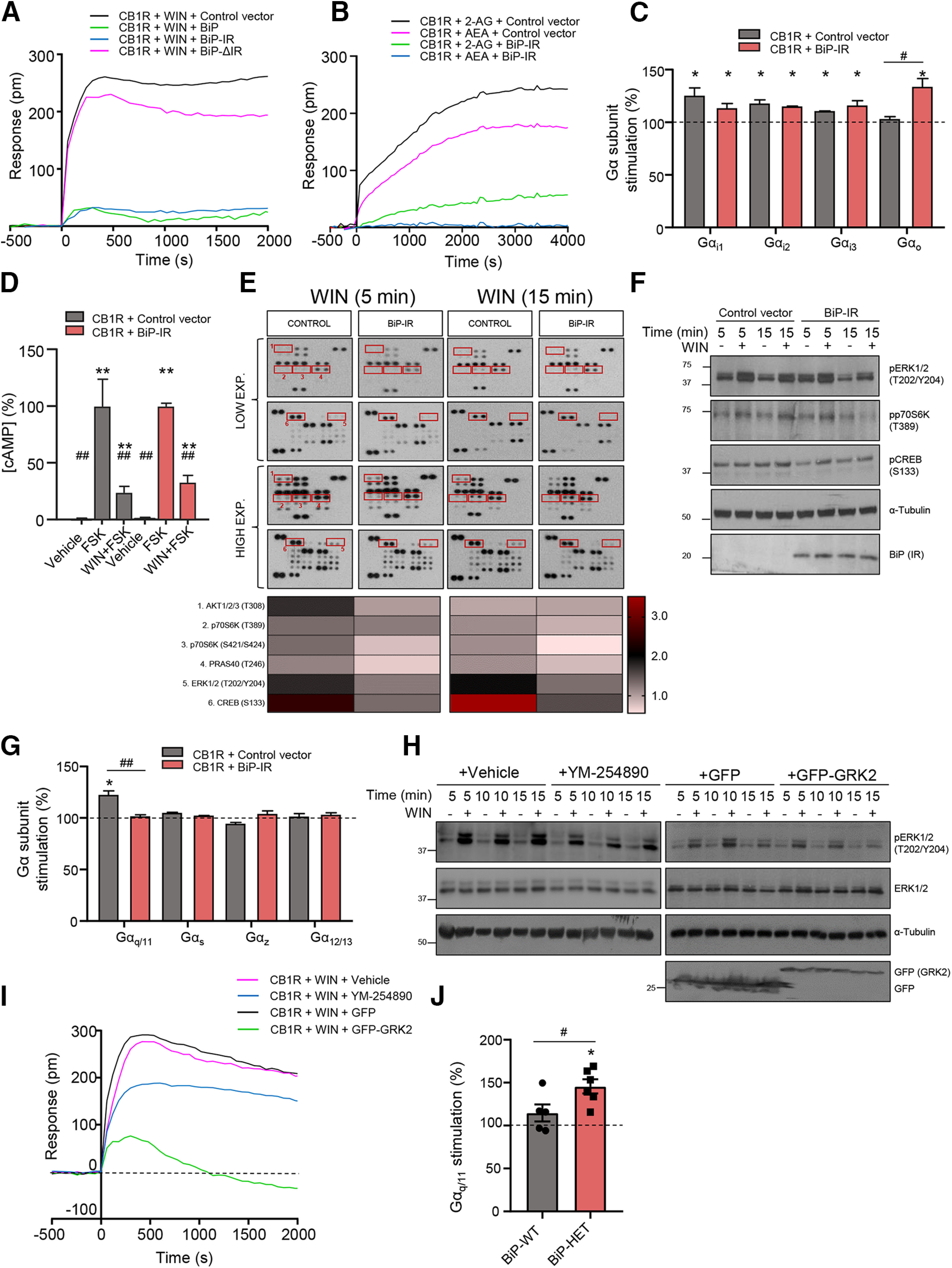 BiP modulates CB1R-evoked signaling. A, DMR experiments in HEK-293T cells expressing CB1R, together or not with BiP, BiP-IR, or BiP-ΔIR, and incubated with WIN-55212-2 (100 nm). A representative experiment is shown (n = 3). B, DMR experiments in HEK-293T cells expressing CB1R, together or not with BiP-IR, and incubated endocannabinoid (10 μm; 2-AG, 2-arachidonoylglycerol; AEA, anandamide). A representative experiment is shown (n = 3). C, Coupling of CB1R to Gαi/o proteins in membrane extracts from HEK-293T cells expressing CB1R, together or not with BiP-IR. *p < 0.05 from basal (dashed line), or #p < 0.05 from control vector; one-sample Student's t test or unpaired Student's t test, respectively (n = 3). D, cAMP concentration in HEK-293T cells expressing CB1R, together or not with BiP-IR. Cells were incubated first for 15 min with vehicle or WIN-55212-2 (100 nm), and then for 15 min with vehicle or forskolin (FSK; 500 nm). **p < 0.01 from vehicle, or ##p < 0.01 from FSK alone; two-way ANOVA with Tukey's multiple comparisons test (n = 3). E, HEK-293T cells expressing CB1R, together or not with BiP-IR, were incubated for 5 or 15 min with vehicle or WIN-55212-2 (100 nm), and cell extracts were blotted on a phosphoprotein array. Two different times of membrane exposure are shown to allow an appropriate visualization of the main proteins affected (framed spots). A representative experiment is shown (n = 2; membranes from vehicle-treated cells are omitted for clarity). Heat map represents values of mean fold-activation by WIN-55212-2 over vehicle. F, Validation of some of the phosphoarray hits by conventional Western blotting in the same cell extracts used in D. A representative experiment is shown (n = 2). G, Coupling of CB1R to non-Gαi/o Gα proteins in membrane extracts from HEK-293T cells expressing CB1R, together or not with BiP-IR. *p < 0.05 from basal (dashed line), or ##p < 0.01 from control vector; one-sample Student's t test or unpaired Student's t test, respectively (n = 3). H, Western blotting of phospho-ERK in HEK-293T cells expressing CB1R, and incubated for 5, 10, or 15 min with vehicle or WIN-55212-2 (100 nm). Top, Cells were preincubated for 30 min with vehicle or YM-254890 (1 μm). Bottom, Cells coexpressed control vector (GFP) or Gαq/11 dominant-negative vector (GFP-GRK2). A representative experiment is shown (n = 3). I, DMR experiments in HEK-293T cells expressing CB1R under the same experimental conditions as in G. A representative experiment is shown (n = 3). J, Coupling of CB1R to Gαq/11 protein in hippocampal extracts from 3- to 4-month-old BiP+/+ (BiP-WT) and BiP+/− (BiP-HET) mice. *p < 0.05 from basal (dashed line), or #p < 0.05 from BiP-WT group; one-sample Student's t test or unpaired Student's t test, respectively (n = 5 or 6 mice per group).