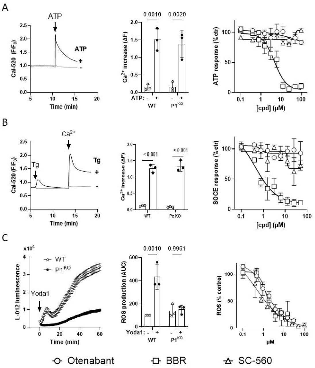 Off-targets effects of PIEZO1 inhibitors and orthogonal assays(A) Representative Ca2+ elevation evoked by ATP in PLB-985 cells (left), quantification of ATP-induced Ca2+ responses in WT and P1KO cells (middle) and concentration–response curves for OTB, BBR, and SC-560 on ATP-induced Ca2+ responses (right). BBR but not OTB or SC-560 dose-dependently inhibited ATP-dependent Ca2+ elevations. (B) Representative Ca2+ elevations evoked by Ca2+ readmission to PLB-985 cells treated or not with thapsigargin (Tg) in Ca2+-free medium (left), quantification of store-operated Ca2+ entry (SOCE) evoked by Tg in WT and P1KO cells (middle) and concentration–response curves for OTB, BBR, and SC-560 on Tg-induced SOCE responses (right). BBR but not OTB or SC-560 dose-dependently inhibited SOCE. (C) ROS elevations evoked by Yoda1 in differentiated WT and P1KO PLB-985 cells reported by the chemiluminescent probe L-012 (left), quantification of Yoda1-induced ROS elevations in WT and P1KO cells (middle) and concentration–response curves for OTB, BBR, and SC-560 on Yoda1-induced ROS responses. N=3, two-Way ANOVA, Multiple Comparison with Tukey test.