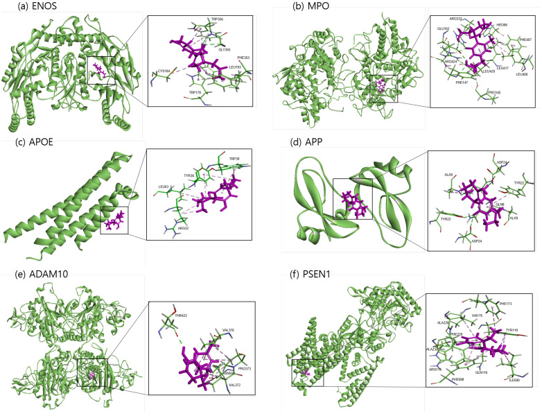 Molecular docking of identified potential targets to CBD analog: (a) ENOS, (b) MPO, (c) APOE, (d) APP, (e) ADAM10, and (f) PSEN1. CBD analog is colored magenta and protein is colored green.