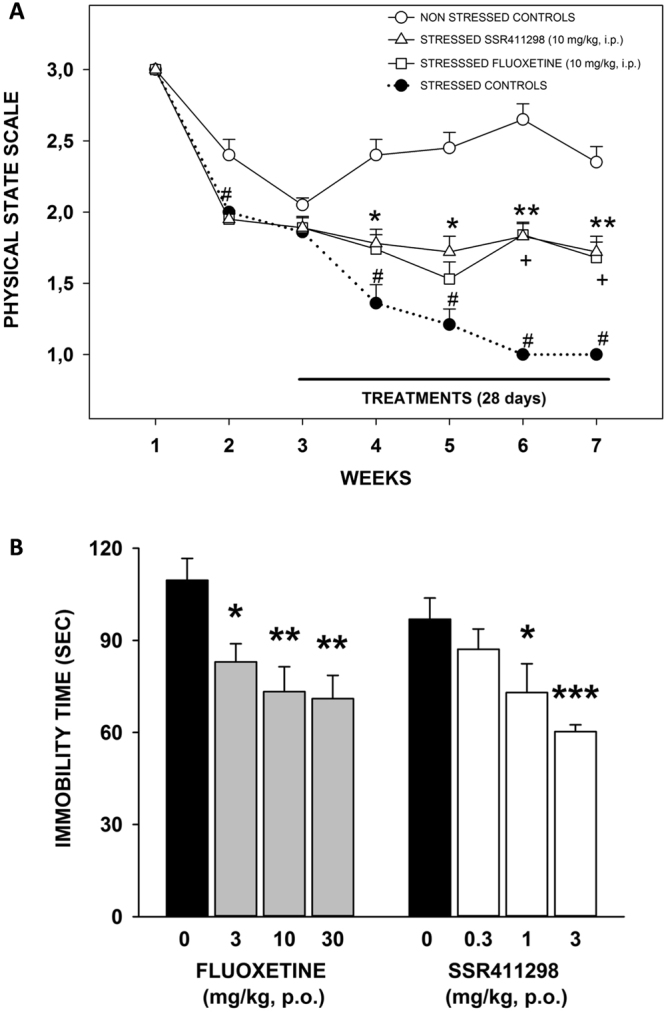 Effect of SSR411298 and fluoxetine in two models of depression: (A) the chronic mild stress procedure in mice. Data are expressed as mean physical state score ± SEM. #P < 0.01 (Wilcoxon test versus non stressed control group), *P < 0.05, **P < 0.001 (Kruskal Wallis one sided upper multiple comparison tests with Bonferroni-Holm correction versus stressed control group). N = 14 to 20 mice per group; (B) the forced-swimming test in rats. SSR411298 was administered p.o. twice a day during 2 days, 60 minutes before pretest, immediately after, and 60 minutes before the second session of testing. Fluoxetine was administered p.o. twice (immediately after the first session, and 60 minutes before session 2). Data represent mean+SEM. *P < 0.05, **P < 0.01 and ***P < 0.001. N = 6–7 rats per group.