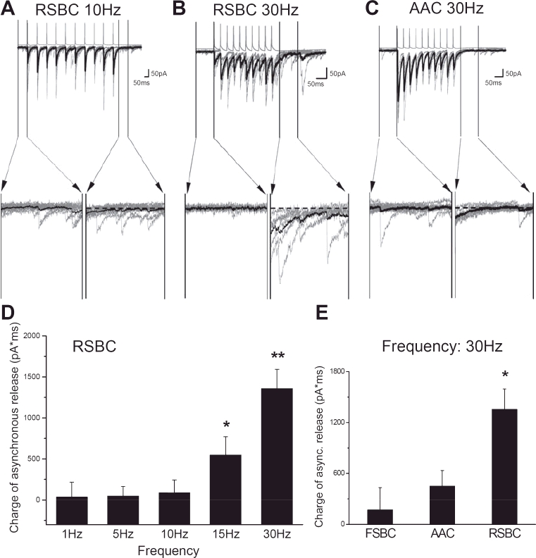 Asynchronous transmitter release in perisomatic inhibitory interneuron–pyramidal cell pairs. Examples of IPSC trains in response to 10 action potentials evoked at (A) 10 Hz and at (B) 30 Hz in an RSBC–pyramidal cell pair, and (C) at 30 Hz in an AAC–pyramidal cell pair. Averages are shown in black and the individual traces in grey. The magnified 100-ms-long periods before and after the action potential trains were compared to estimate the amount of asynchronous release, demonstrating the presence of asynchronous release in the RSBC–pyramidal cell pair only at 30 Hz. (D) Summary of the frequency-dependent asynchronous release in RSBC–pyramidal cell pairs. A significant asynchronous release was found at 15 and 30 Hz (*P < 0.05 and **P < 0.001, respectively). (E) Summary of asynchronous release in the three types of perisomatic inhibitory interneuron–pyramidal cell pairs at the discharge frequency of 30 Hz.