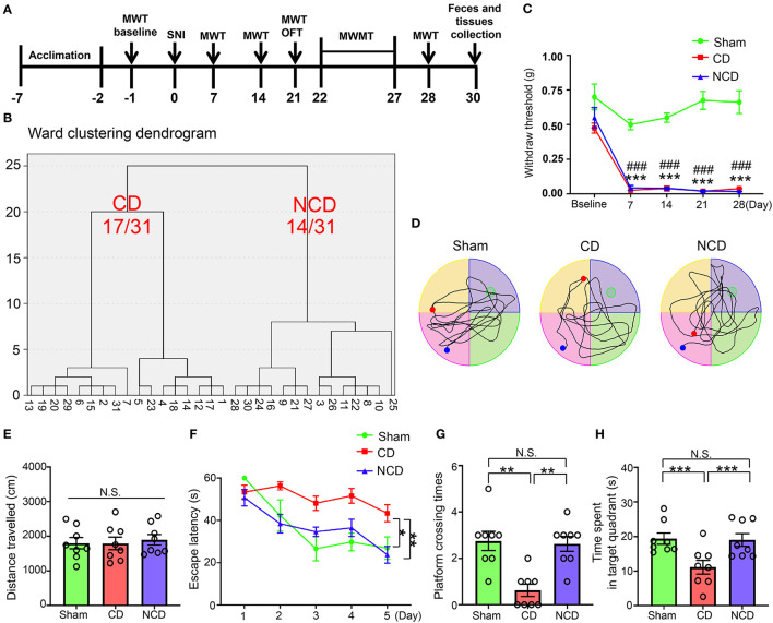 Spatial learning and reference memory were impaired in CD mice. (A) The schedule of the experiment. SNI was performed on day 0 after acclimation. MWT was measured on day 1 before the surgery and on day 7, 14, 21, and 28 after SNI. From day 22–27 after the surgery, MWMT was applied to evaluate the spatial reference memory of animals in Sham and SNI groups. Tissues and fecal samples were collected on day 30 post-SNI. (B) MWT [two-way repeated-measures (RM) ANOVA; Time: F(4, 84) = 39.63, P < 0.001; Group: F(2, 21) = 197.9, P < 0.001; Interaction: F(8, 84) = 6.184, P < 0.001]. (C) Dendrogram of hierarchical clustering analysis. A total of 31 mice after SNI were divided into CD and NCD groups by the escape latency, platform crossing, and time spent in the target quadrant results of hierarchical clustering analysis. Of note, 17 of 31 mice (CD group) exhibited worse performance in the spatial learning and memory functions, including the latency to reach the target platform, the times of crossing the platform, and the time spent in the target quadrant. (D) The graphs of the representative traces of Sham, CD, and NCD groups in the probe test. (E) Total distance in OFT [one-way ANOVA; F(2, 21) = 0.124, P > 0.05]. (F) The latency to reach the submerged platform in MWMT [two-way RM ANOVA; Time: F(4, 84) = 12.38, P < 0.001; Group: F(2, 21) = 43.37, P < 0.001; Interaction: F(8, 84) = 1.992, P = 0.057]. (G) Crossing times in the probe test [Kruskal–Wallis non-parametric test; H(2, 21) = 12.94; P = 0.002]. (H) The time spent in the target quadrant [one-way ANOVA; F(2, 21) = 6.5, P = 0.006]. Data are presented as means ± SEM (n = 8 per group) and analyzed by one-way ANOVA or two-way ANOVA followed by Tukey's post hoc test or Kruskal–Wallis non-parametric test followed by Dunn's post hoc test. *P < 0.05, **P < 0.01, ***P < 0.001, CD vs. Sham. ###P < 0.001, NCD vs. Sham. CD, cognitive dysfunction; SNI, spare nerve injury; MWMT, Morris water maze test; MWT, mechanical withdraw threshold; NCD, non-cognitive dysfunction; N.S., not significant; OFT, open field test.