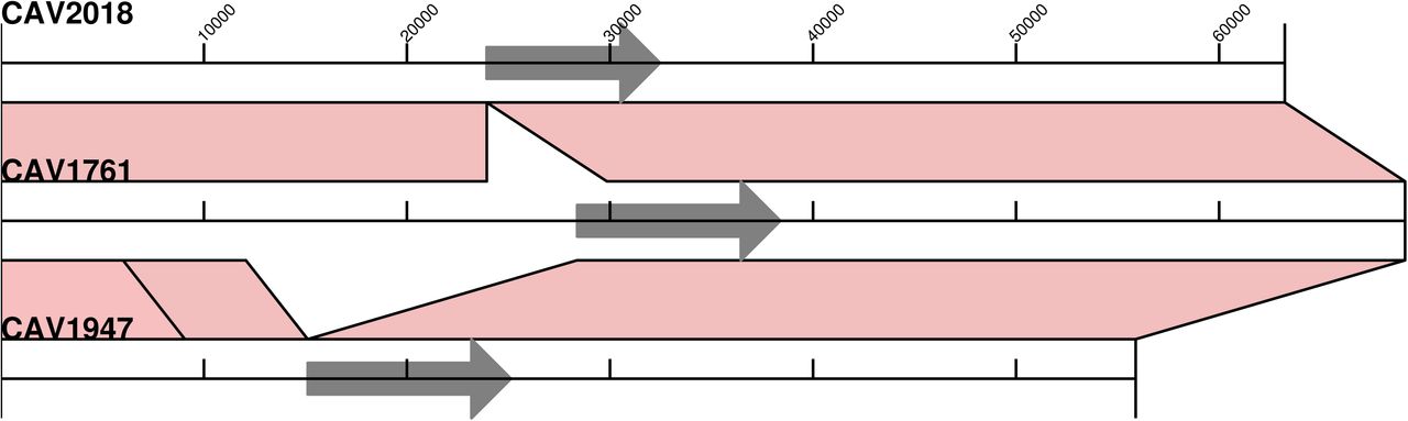 Alignments of IncU/IncX5 (a), RepA (b) and non-typeable (c) blaKPC plasmid structures determined from long-read sequencing.Tn4401 is indicated by a grey arrow. Light pink shading indicates regions of identity, light blue shading shows inverted regions, SNVs are indicated by red lines and short indels by blue lines.
