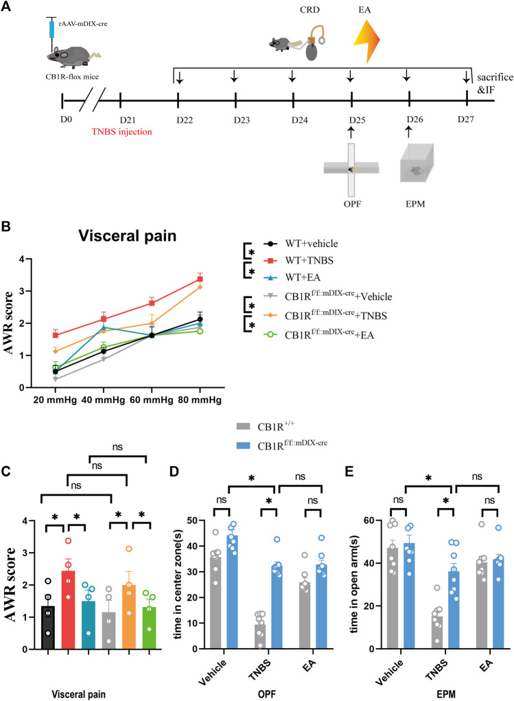 Specific knock out of the CB1R in GABAergic neurons in the vHPC mimicked the anxiolytic but not analgesic effect of EA on IBD mice. (A) Experimental flowchart. (B,C) Visceral hyperalgesia was evaluated by CRD. (D) Anxiety-related behaviors were recorded as time in center zone in the OPF. (E) Anxiety-related behaviors were recorded as time in open arms in the EPM. The data are expressed as mean ± SEM (n = 8 mice). * represents p < 0.05 between marked groups, ns represents p > 0.05 between marked groups.