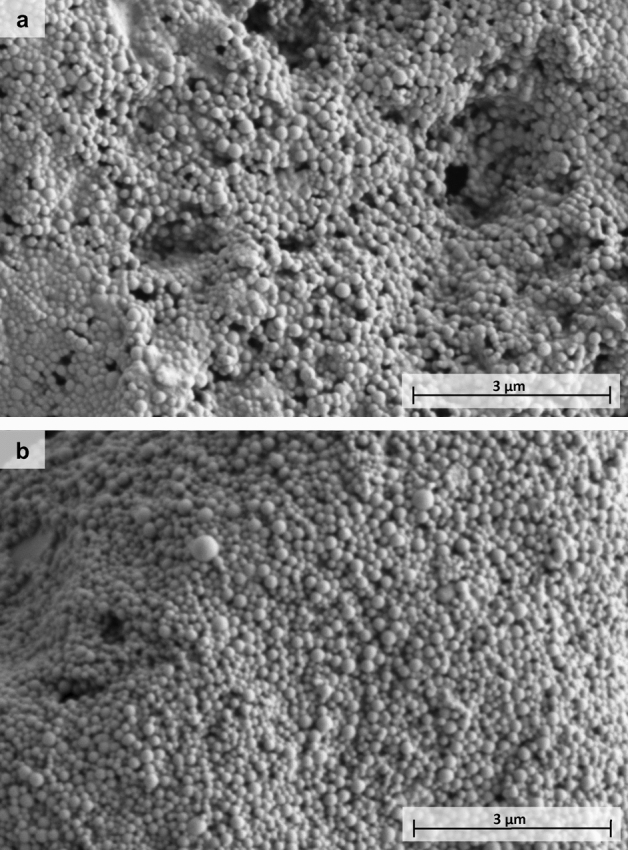 SEM images of (a) THC-PLGA-NPs and (b) Tf-THC-PLGA NPs.