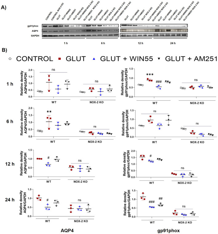 Striatal protein levels of gp91phox and AQP4 in WT (WT) and NOX‐2 KO mice after 1, 6, 12 and 24 h of glutamate (GLUT) intracerebral injection with or without WIN55 or AM251. (A) Western blot of gp91phox, AQP4, and GAPDH representative images (n = 3). (B) Levels of gp91phox and AQP4 at 1,6,12, and 24 h. Results are expressed as fold over the relative intensity of load control GAPDH (37 kDa). Values represent the average ± standard deviation. gp91phox (60/91 kDa), AQP4 (39 kDa). *p < 0.05, **p < 0.01, ***p < 0.001 versus the corresponding control; #p < 0.05, ##p < 0.01, ###p < 0.001 versus the corresponding mice treated with glutamate (GLUT).