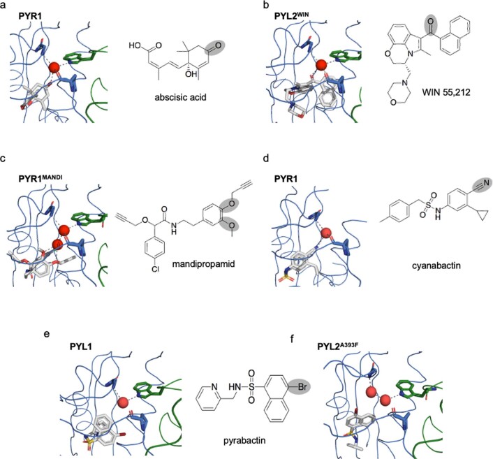 Diverse H-bond acceptors can stabilize activated PYR/PYL receptors.Diverse H-bond acceptors can stabilize activated PYR/PYL receptors. Structural comparisons of diverse receptor-ligand complexes with the receptor shown in blue and the complexed PP2C (HAB1) is shown in green. (a) In wild-type complexes, the PYR1/ABA/HAB1 complex is stabilized by a hydrogen-bond network coordinated by a central water molecule conserved across ligand-activated receptor X-ray structures (red). The conserved water stabilizes the ternary complex by making contacts to ABA’s cyclohexenone oxygen and PYR1’s P88 main-chain carbonyl oxygen, which serve as H-bond acceptors, and HAB1’s TRP385 indole HN and PYR1’s ARG116 main-chain NH, which serve as H-donors (PDB 3QN1). (b) In the engineered PYL2WIN receptor, WIN 55,212’s naphthoylindole carbonyl oxygen interacts with the conserved water molecule to engage the TRP-lock, mimicking ABA’s carbonyl oxygen. (c) In the engineered PYR1MANDI receptor, mandipropamid’s aryl-alkyl ether oxygens stabilizes the PYR1MANDI/mandipropamid/HAB1 complex via two bound waters that interact with ether oxygens (PDB 4WVO). (d) The rationally designed agonist cyanabactin stabilizes activated PYR1 via an arylnitrile H-bond acceptor that interacts with the conserved water (PDB 5UR6). (e, f) The agonist pyrabactin (with a weak C-Br H-bond acceptor) does not make appreciable contacts with bound water either in homologous PYL1 receptor nor in the engineered PYL2A393F. (e shows PDB ID 3NMT, native PYL1, PDB ID 3NMN is shown in f).
