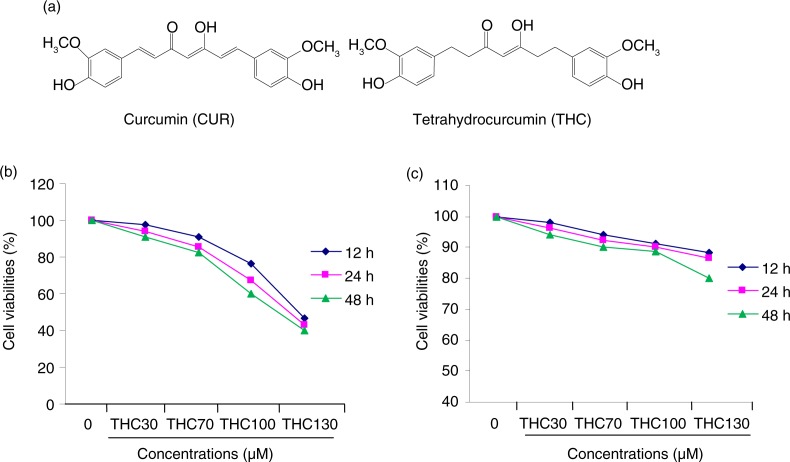 Inhibitory effects of THC on cell proliferation in human breast carcinoma MCF-7 cells. (a) Chemical structures of THC and its parent curcumin (CUR), (b) antiproliferative effects of THC against MCF-7 cells, and (c) normal mammary epithelial cell H184B5F5/M10 cells. MCF-7 cells were treated with or without different concentrations of THC (0, 30, 70, 100, and 130 µM) for 12, 24, and 48 h, respectively, and then the cell viability was assessed by MTT assay. Results are mean values±SD of three independent experiments. *p<0.05 and **p<0.01 indicate statistically significant difference versus control group.