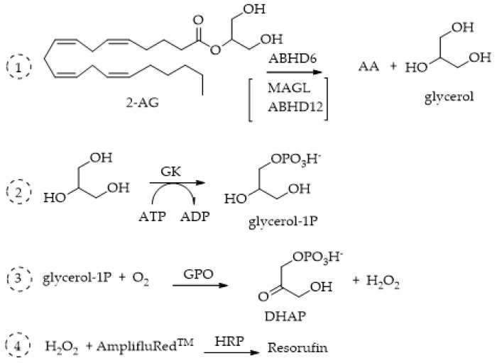 Fluorescence multi-enzymatic method proposed by Savinainen for MAGL, ABHD6, and ABHD12 activity evaluations. 1_ Catalysis of 1(3)-AG hydrolysis by ABHD; 2_ glycerol conversion to glycerol-1-phosphate (G-1-P) in presence of ATP performed by glycerol kinase (GK); 3_ oxidation of G-1-P catalyzed by glycerol 3-phosphate oxidase (GPO), generating H2O2; 4_ reaction of Amplifu™ Red with H2O2 catalyzed by horseradish peroxidase (HRP to form fluorescent resorufin.